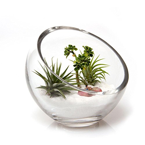 Chive - Round, Handmade Clear Glass Bowl for Succulents, Cacti, Air Plants, Moss, Tillandsia, Bromeliads, Terrarium (Large)