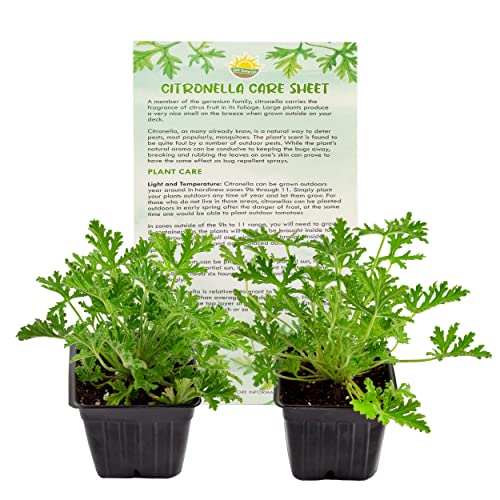 Citronella Geranium Plants (4-Pack)