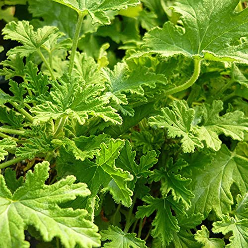 Citronella Plant Seeds for Outdoor Planting