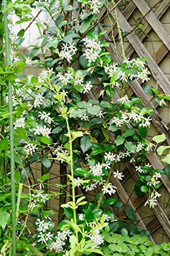 Climbing Jasmine Flower Seeds - Fragrant Plant for Your Garden