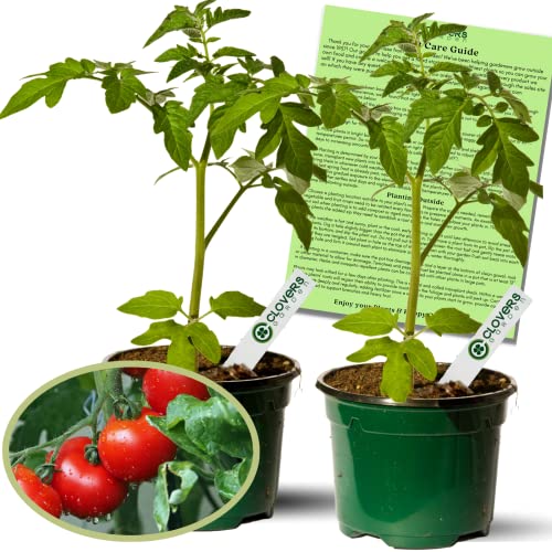 Clovers Better Boy Tomato Plants