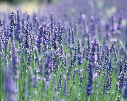 Clovers Garden French Lavender Plant
