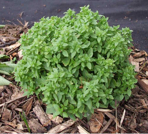 Clovers Garden Hot and Spicy Basil Herb Plants