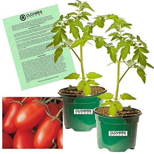 Clovers Garden La Roma Red Tomato Plants – Two (2) Live Plants – Each 5"-7" Tall in 3.5" Pots