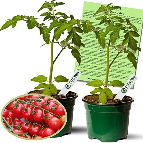 Clovers Garden Sweet 100 Tomato Plants - Live Plants - Non-GMO - Huge Yields