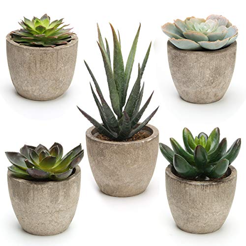 Coitak Artificial Succulent Plants Potted, Set of 5