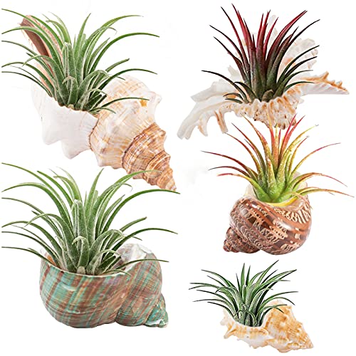 Conch Sea Shell Air Plant Holder