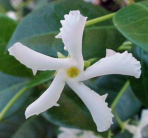Confederate Star Jasmine Plant
