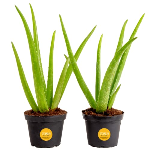 Costa Farms Aloe Vera (2 Pack) - Live Succulent Plant, Easy Care Indoor Houseplant
