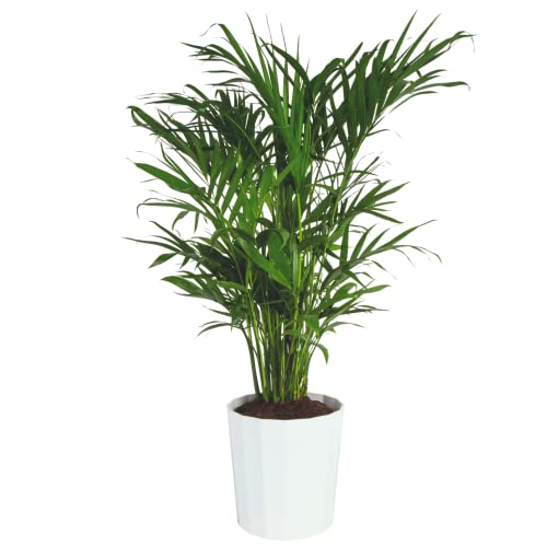 Costa Farms Cat Palm - Lively, Tropical Indoor Houseplant