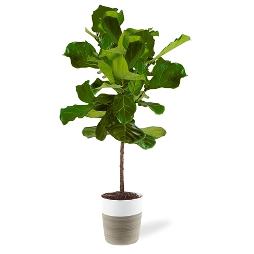 Costa Farms Fiddle Leaf Fig Tree- Beautiful Indoor Plant Gift