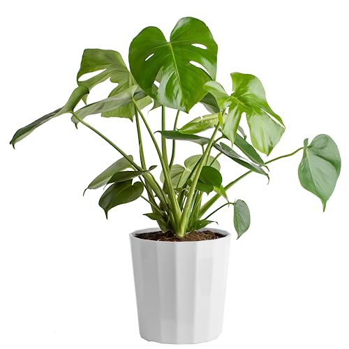Costa Farms Monstera Swiss Cheese Plant, Live Indoor Plant, Easy to Grow Split Leaf Houseplant in Indoors Garden Plant Pot, Housewarming, Decoration for Home, Office, and Room Decor, 2-3 Feet Tall