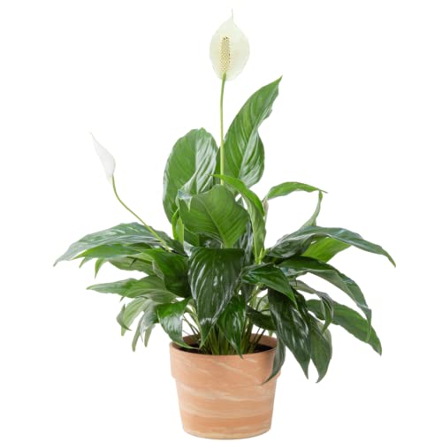 Costa Farms Peace Lily Plant, Live Indoor Houseplant with Flowers Potted in Indoors Garden Plant Pot, Air Purifying Potting Soil, Birthday, New House Gift, Home and Room Decor, 15-Inches Tall