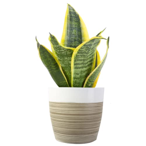 Costa Farms Snake Plant, Easy Care Live Indoor Plant