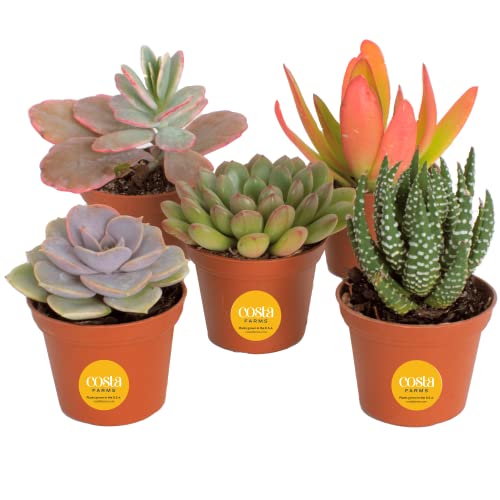 Costa Farms Succulents - Live Mini Succulent Plants