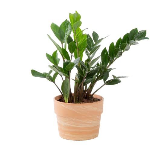 Costa Farms ZZ Plant - Live Indoor Houseplant in Modern Decor Planter