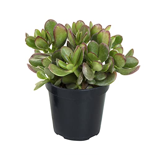 Crassula Ovata Jade Plant Live Succulent Plant