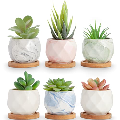 Cute Succulent Planters Set