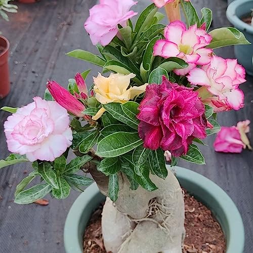 Desert Rose Plant Live - Professional Planting Solution