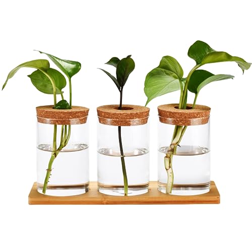 Desktop Plant Terrarium Vase with Lid - Set of 3