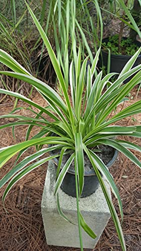 DeVos Organic Farms Spider Plant