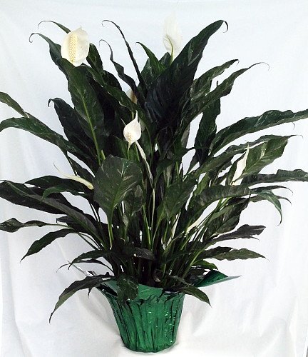 Domino Peace Lily Plant - Easy to Grow House Plant