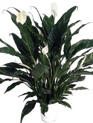 Domino Peace Lily Plant - Easy to Grow Indoor Houseplant