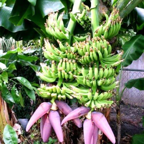 Double (Mahoi) Banana Plants - Pack of 4