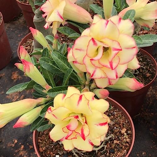 Double Yellow with Red Desert Rose Bulbs - Vibrant Indoor Plant