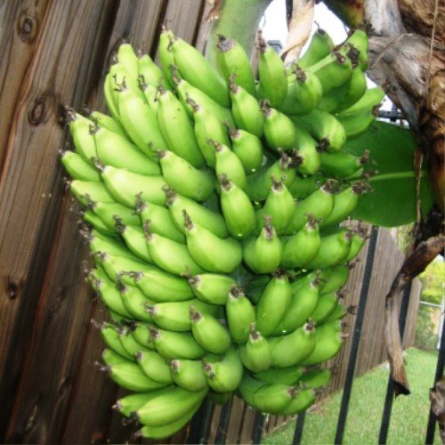 Dwarf Cavendish Banana Plants - Set of 4