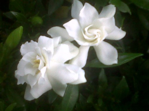 Dwarf Gardenia Plant - Bonsai or House Plant - FRAGRANT - 4" Pot