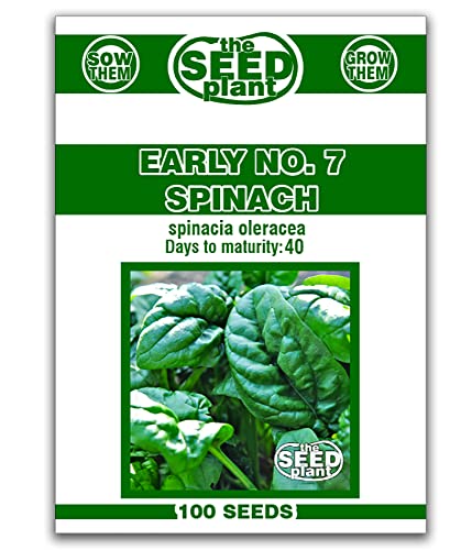 Early No. 7 Spinach Seeds