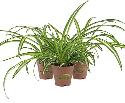 Enchanting Spider Plant - Nature's Green Symphony for Your Home