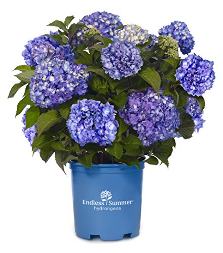 Endless Summer BloomStruck Hydrangea Shrub