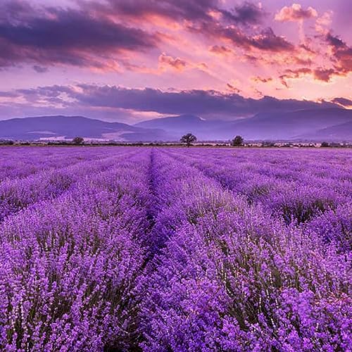 English Lavender Seeds - Plant Indoors or Outdoors