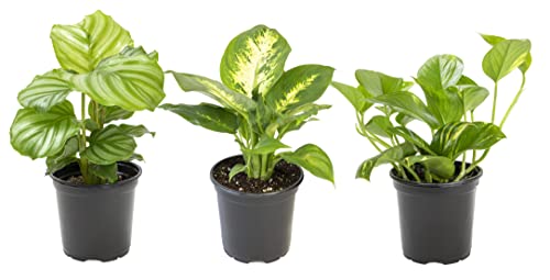 Essential Houseplant Collection (3PK)