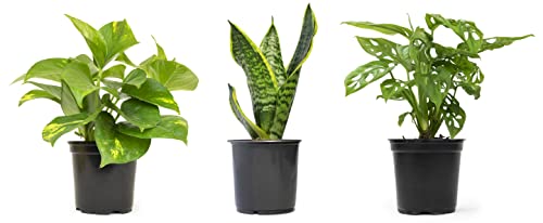 Essential Houseplant Collection (3PK) Live Plants