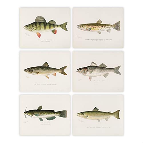 Fish Wall Art Prints (Set of 6) - Unframed - 8x10s | Vintage Fishing Decor