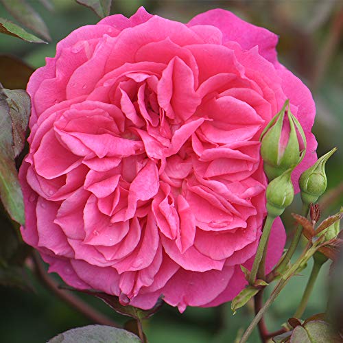 Flamenco Rosita Shrub Rose by Heirloom Roses