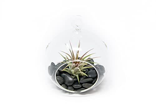 Flat Bottom Globe Terrarium Kit