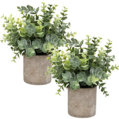 Flojery Mini Potted Plants