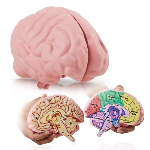 Foam Brain Model for Learning & Teaching Human Anatomical Function