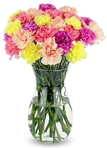 Fresh Pastel Carnations with Vase - Benchmark Bouquets