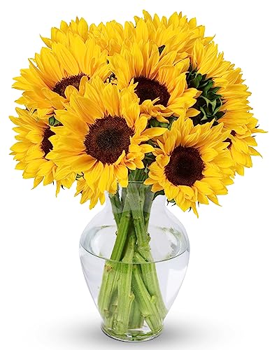 Fresh Yellow Sunflowers with Vase