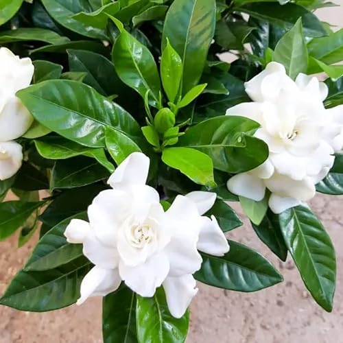 Frost Proof Jasmine Plant, 7 Inc to 9 Inc Tall, Gardenia Plant, Cape Jasmine Plant