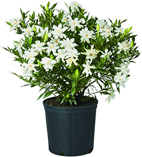Frostproof Gardenia - Beautiful White Bloom Garden Plant