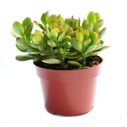 Fully Rooted Live Jade Succulent Plant