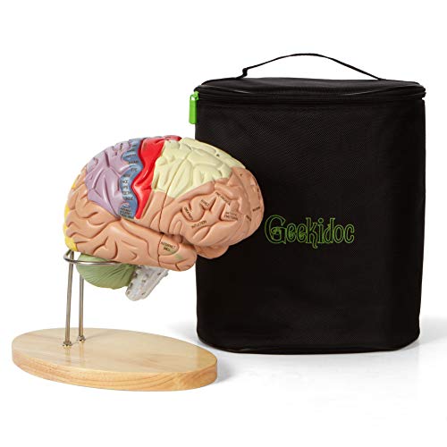 Geekidoc Human Brain Model