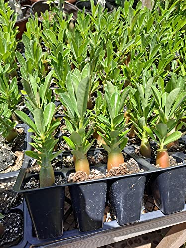 Generic Desert Rose Plant (5 Pack) Adenium Obesum Plant 5-6 inches Tall Desert Rose Seedlings