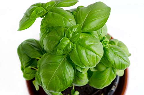 Genovese Basil Seeds - Premium Sweet Basil Seeds for Indoors or Outdoors